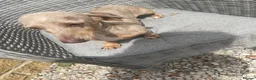 Miniature Dachshund dogs for sale: 3 dapple girls for sale  - Advert 4