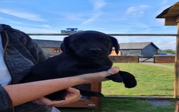 Labrador Retriever dogs for sale: Labrador Puppies  - Image 13
