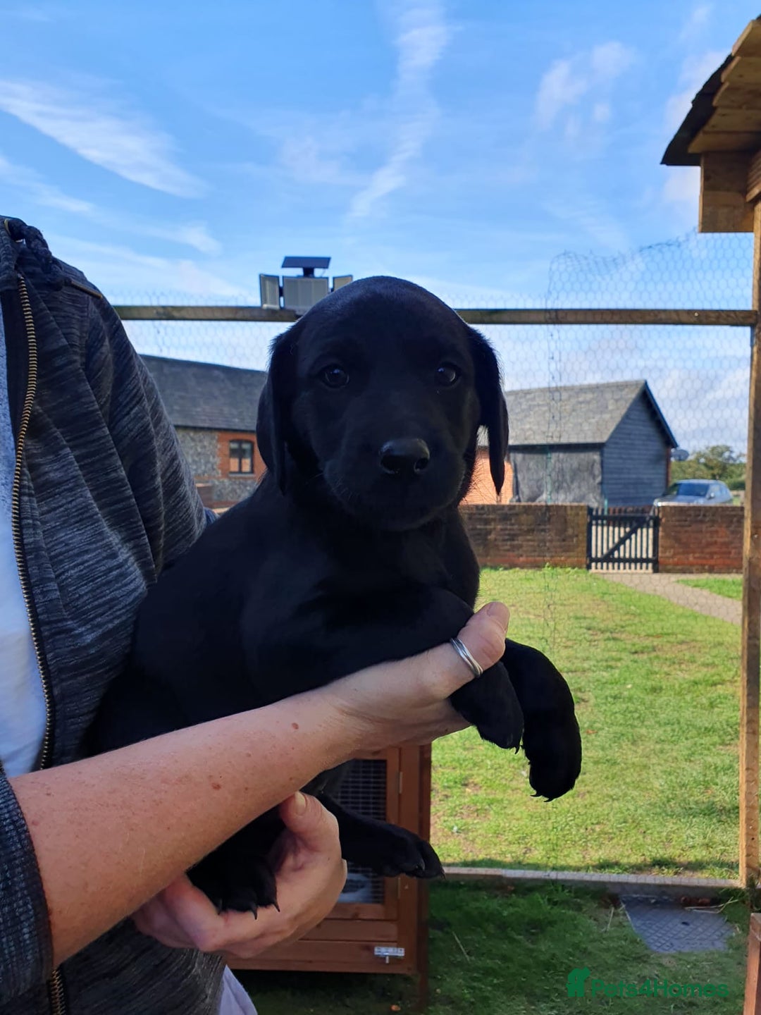 Labrador Retriever dogs for sale: Labrador Puppies  - Image 13