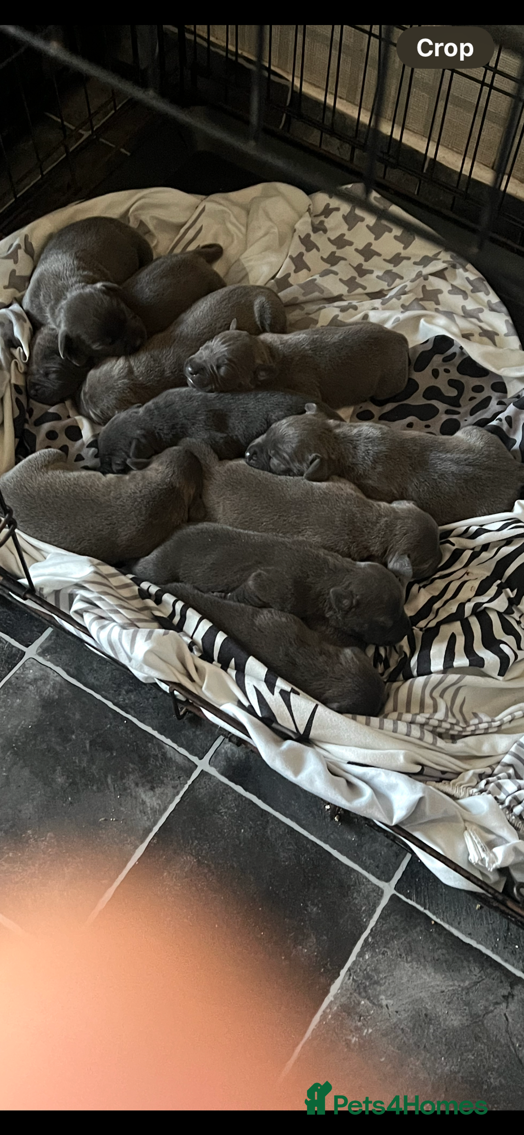 Staffordshire Bull Terrier dogs for sale: Stunning stocky blue Staffordshirebull terrier  - Advert 8