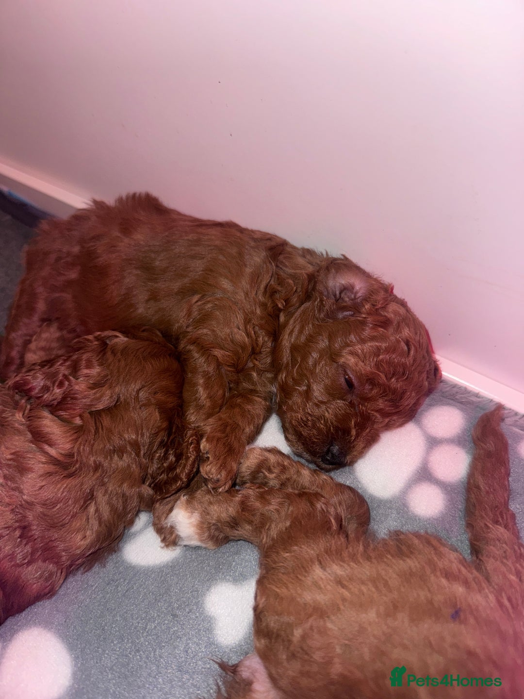 Cavapoo dogs for sale: F1b Cavapoo extensively health tested mum&dad  - Advert 4