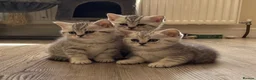 British Shorthair cats for sale: Silver spotted Bsh babies  - Advert 2