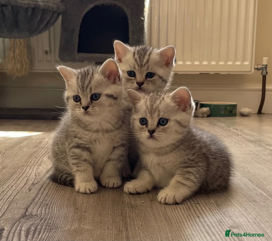 British Shorthair cats for sale: Silver spotted Bsh babies  - Advert 2