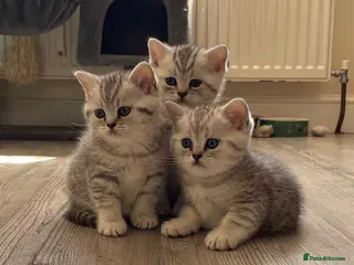 British Shorthair cats Silver spotted Bsh babies - Advert 4