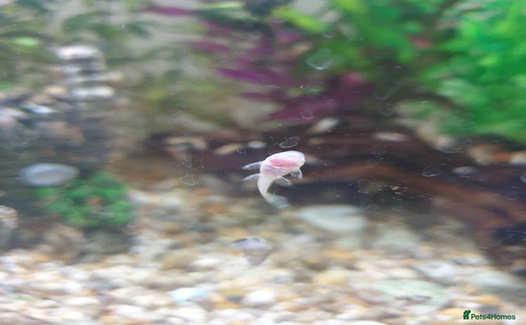 Plecos fish - Advert 5