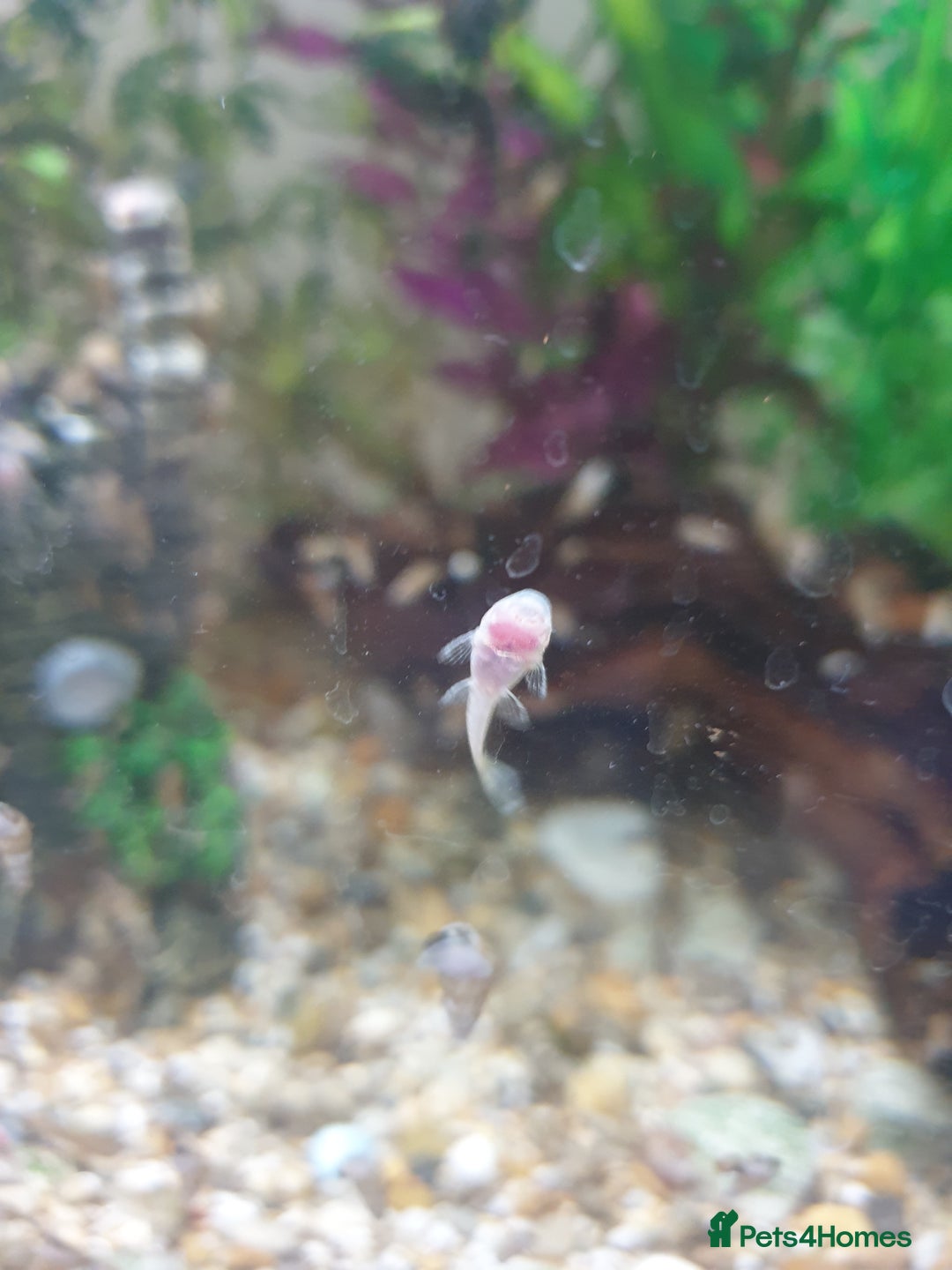 Plecos fish for sale: Bristlenose plecos - Image 1