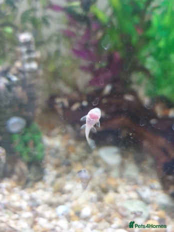 Plecos fish - Advert 15