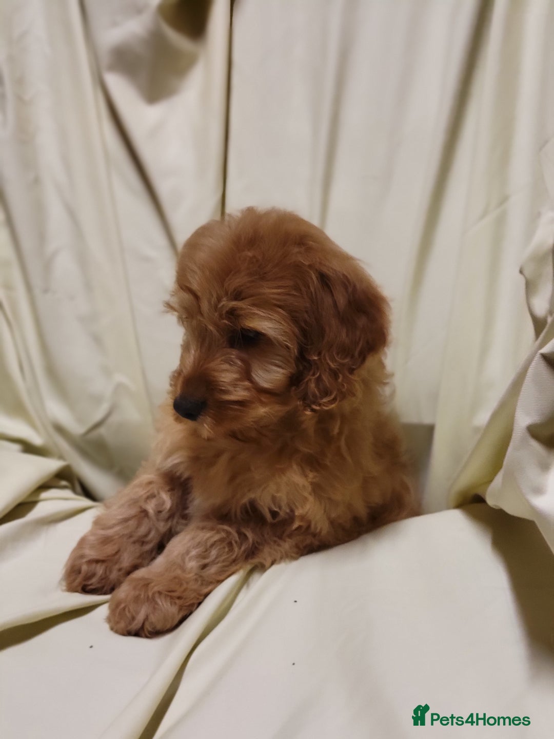 Cockapoo dogs for sale: Cockapoo puppies  - Advert 4