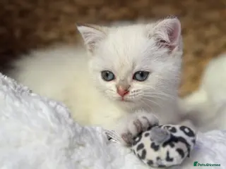 Scottish Fold cats READY NOW! - Scottish Folds/straights white - Advert 3