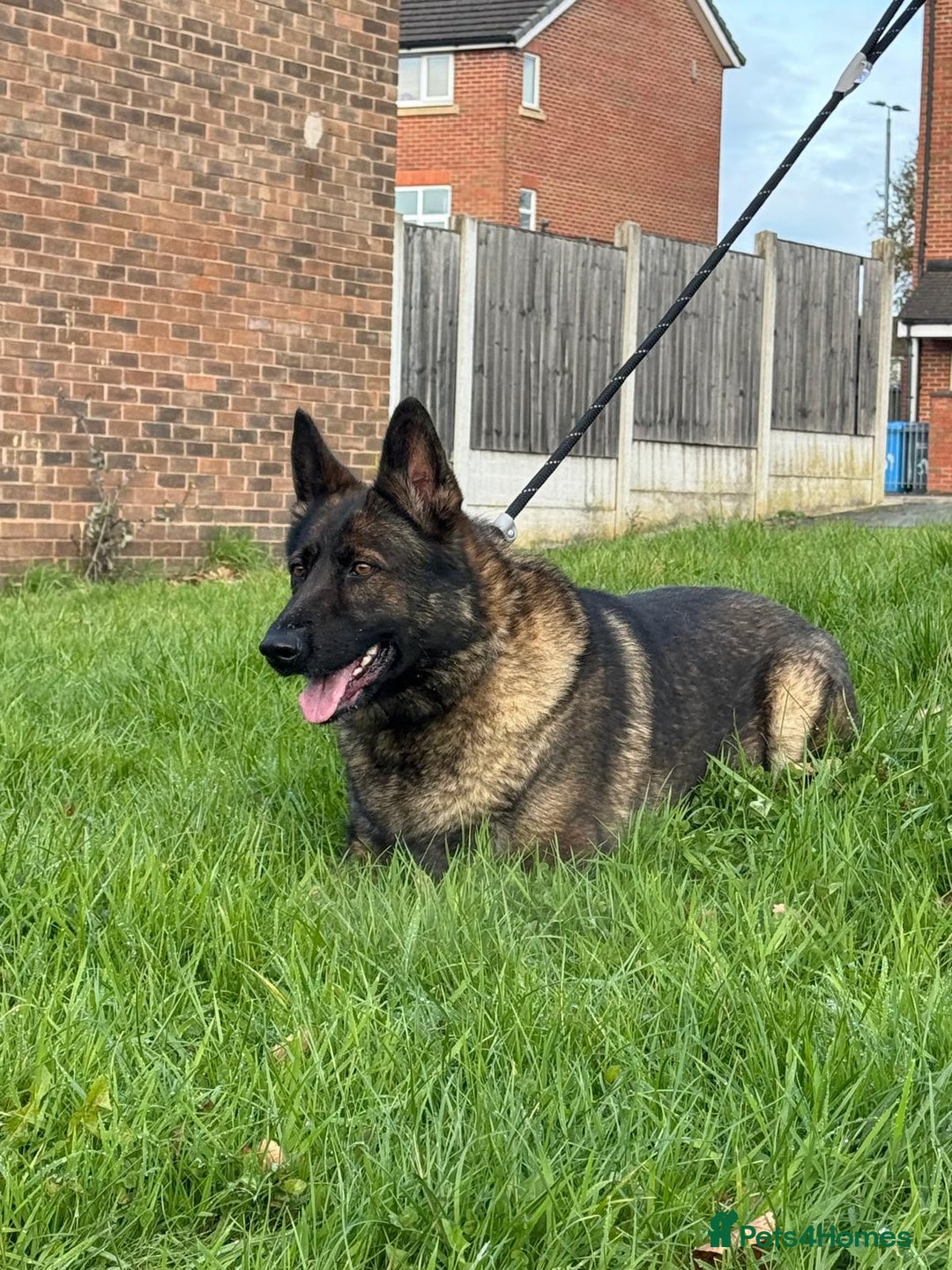 German Shepherd dogs for sale: Amazing German Shepherd Female  - Advert 3