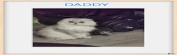 Scottish Fold cats for sale: Scottish Fold  Last Girl - Advert 6