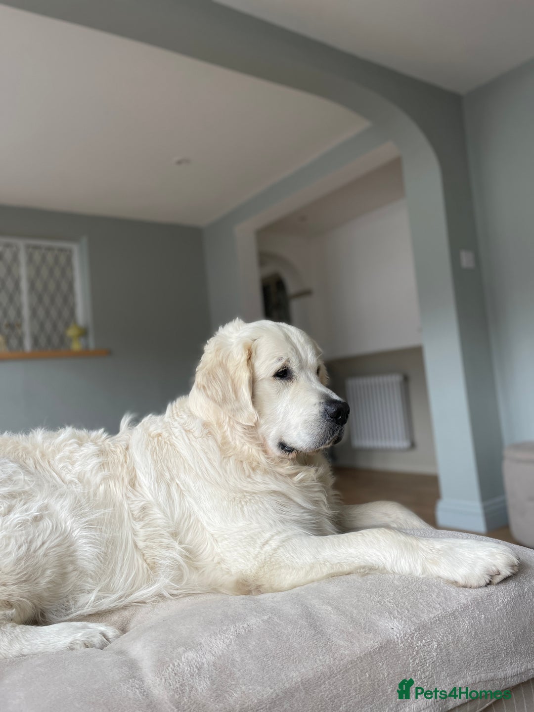 Golden Retriever dogs for stud: KC REGISTERED STUNNING STUD DOG in Beverley - Image 10