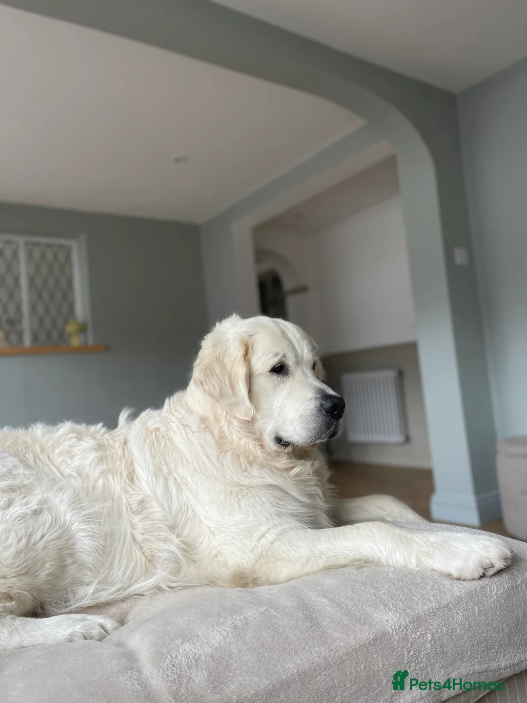 Golden Retriever dogs for stud: Cream Golden Retriever Stud in Beverley - Advert 10