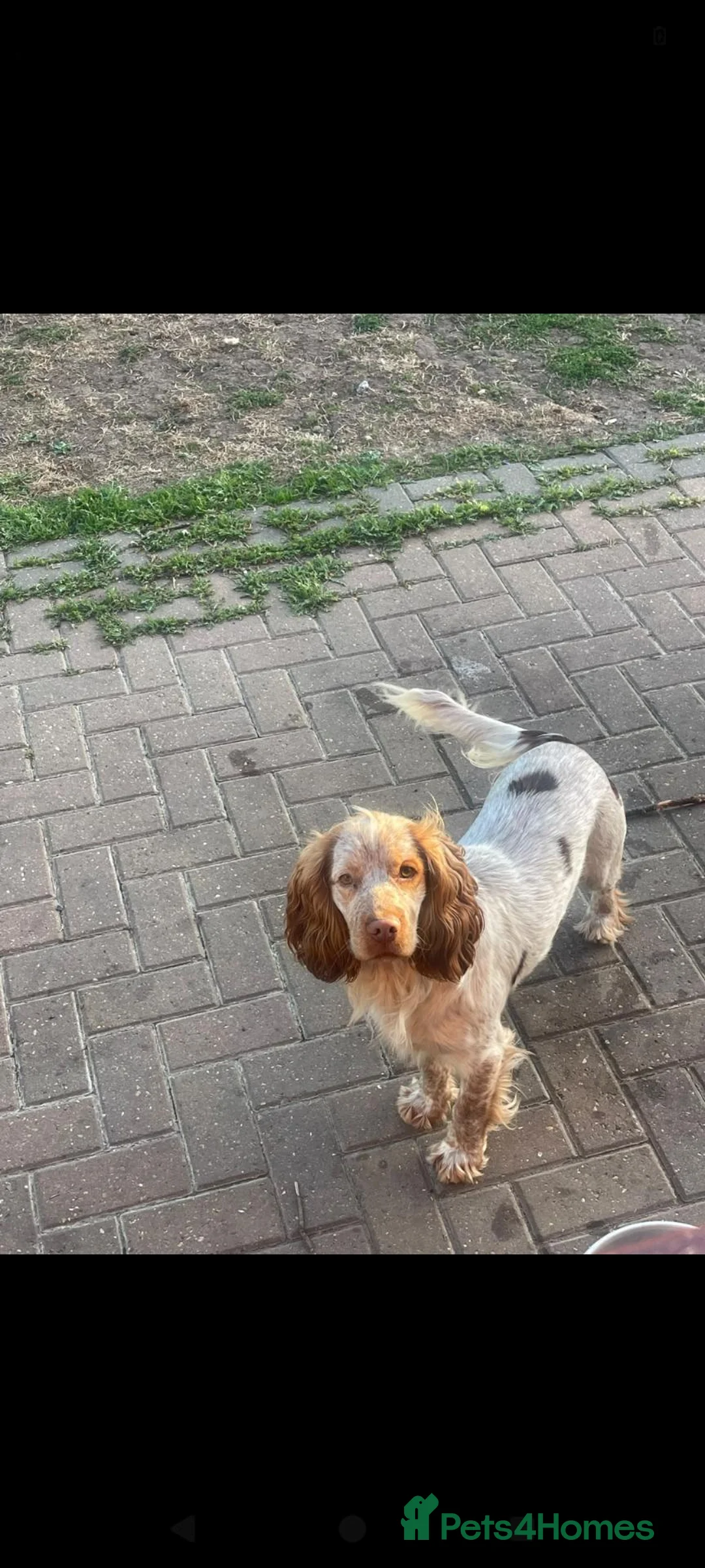 Cocker Spaniel dogs for sale: Cocker spaniel pups  in Colchester - Advert 2