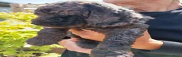 Cockapoo dogs for sale: Cockapoo F1b Puppies  - Advert 6