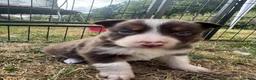 Border Collie dogs for sale: Beautiful Border Collie Puppies  - Advert 10