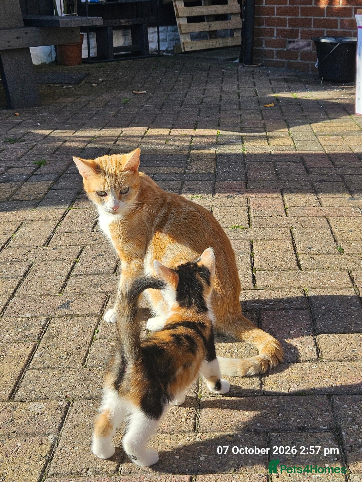 Mixed Breed cats Adorable 6 kittens Looking for Their Loving Homes! - Advert 1