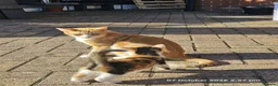 Mixed Breed cats for sale: Adorable 6 kittens Looking for Their Loving Homes! - Advert 1