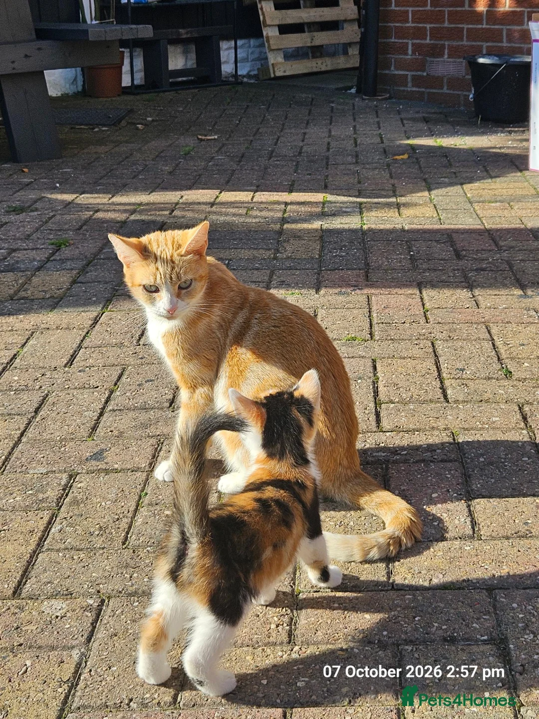Mixed Breed cats for sale: Adorable 6 kittens Looking for Their Loving Homes! - Advert 1