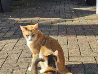 Mixed Breed cats Adorable 6 kittens Looking for Their Loving Homes! - Advert 1