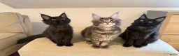 Maine Coon cats for sale: TICCA Registered Mainecoon Kittens (PetOnly) - Advert 11