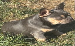 French Bulldog dogs for sale: Isabella wrapped in cream, fluffy carrier - Image 32
