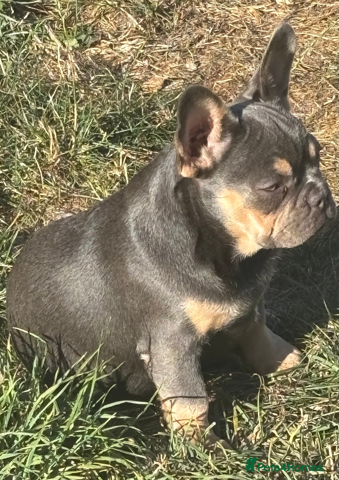 French Bulldog dogs for sale: Isabella wrapped in cream, fluffy carrier - Image 32