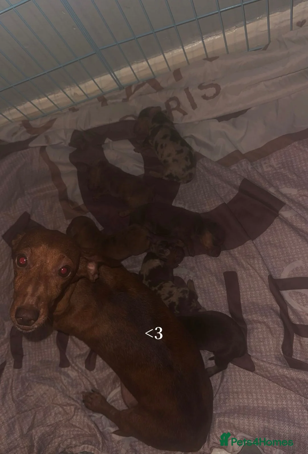 Dachshund dogs for sale: My girl Diora  - Advert 1
