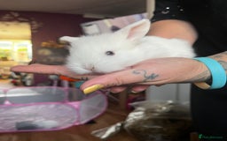 Lionhead rabbits for sale: 4 baby Lionhead rabbits - Advert 18