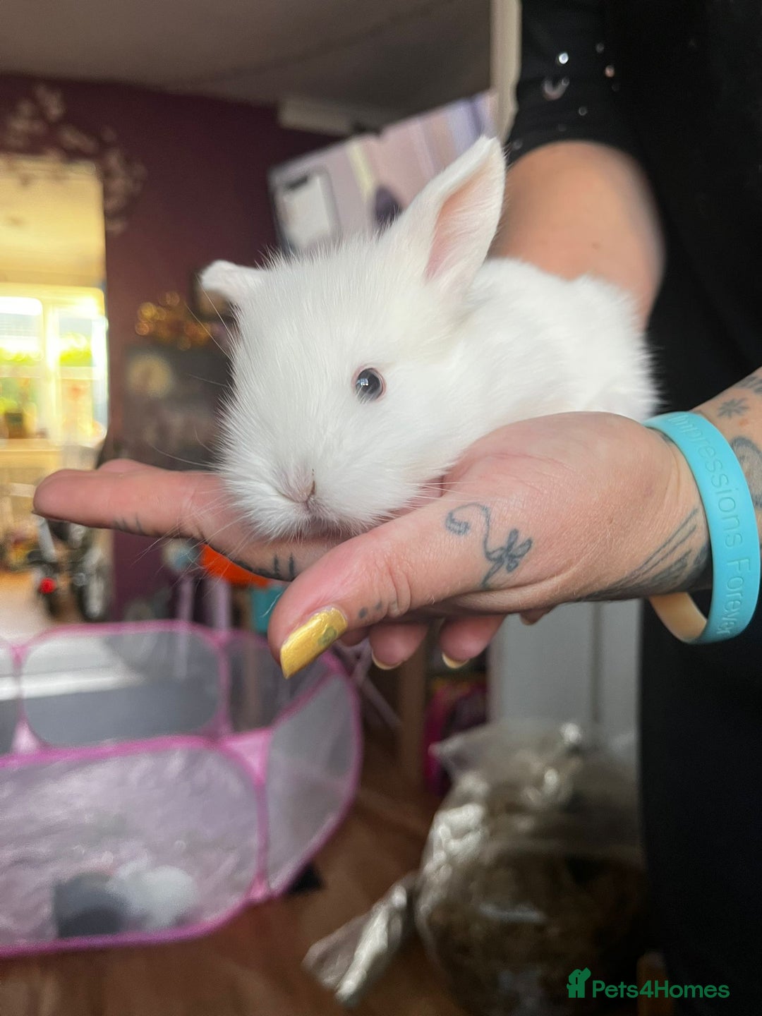 Lionhead rabbits for sale: 4 baby Lionhead rabbits - Advert 18