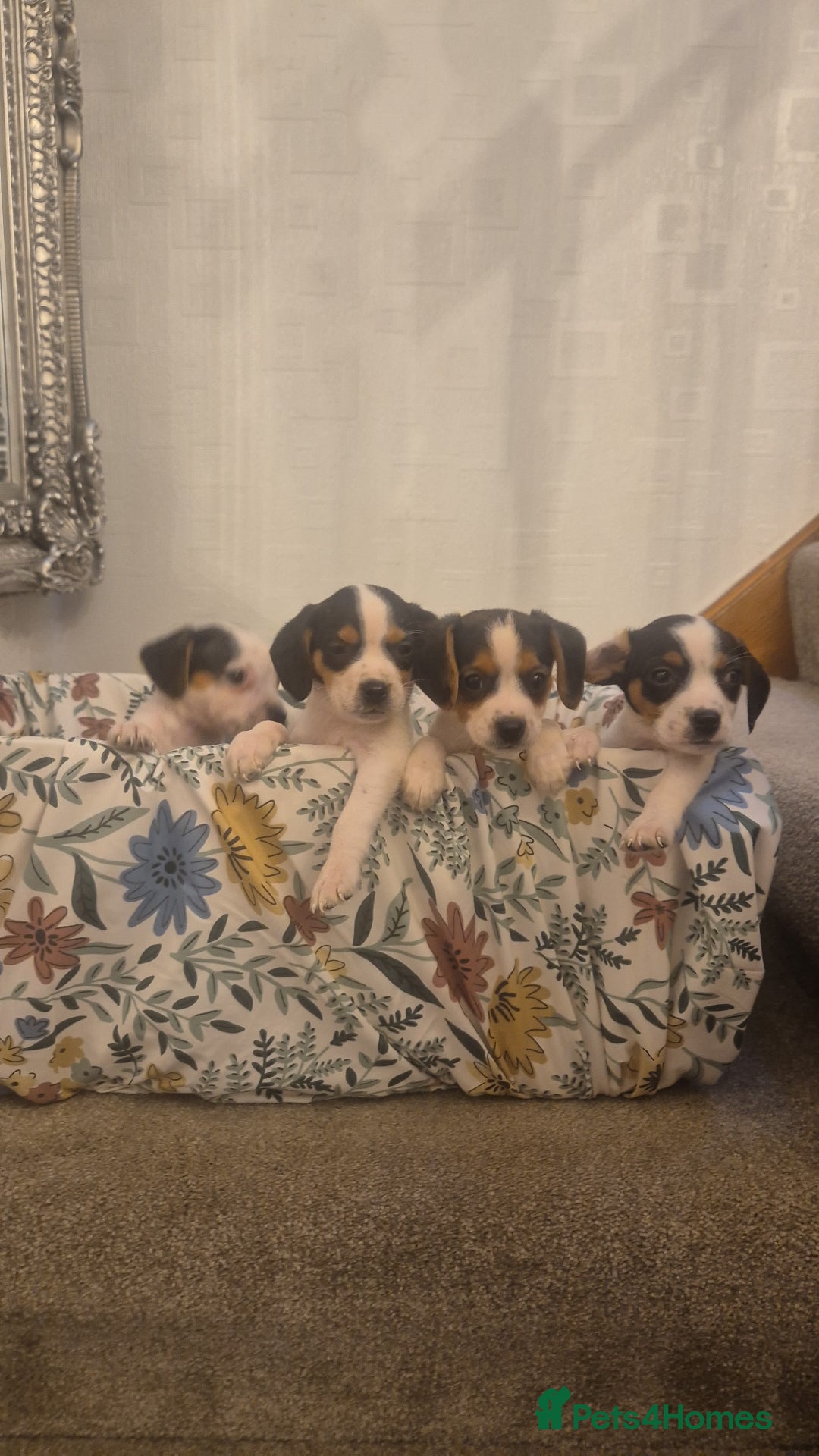 Mixed Breed dogs for sale: Jack russell x cavalier king Charles  - Image 8