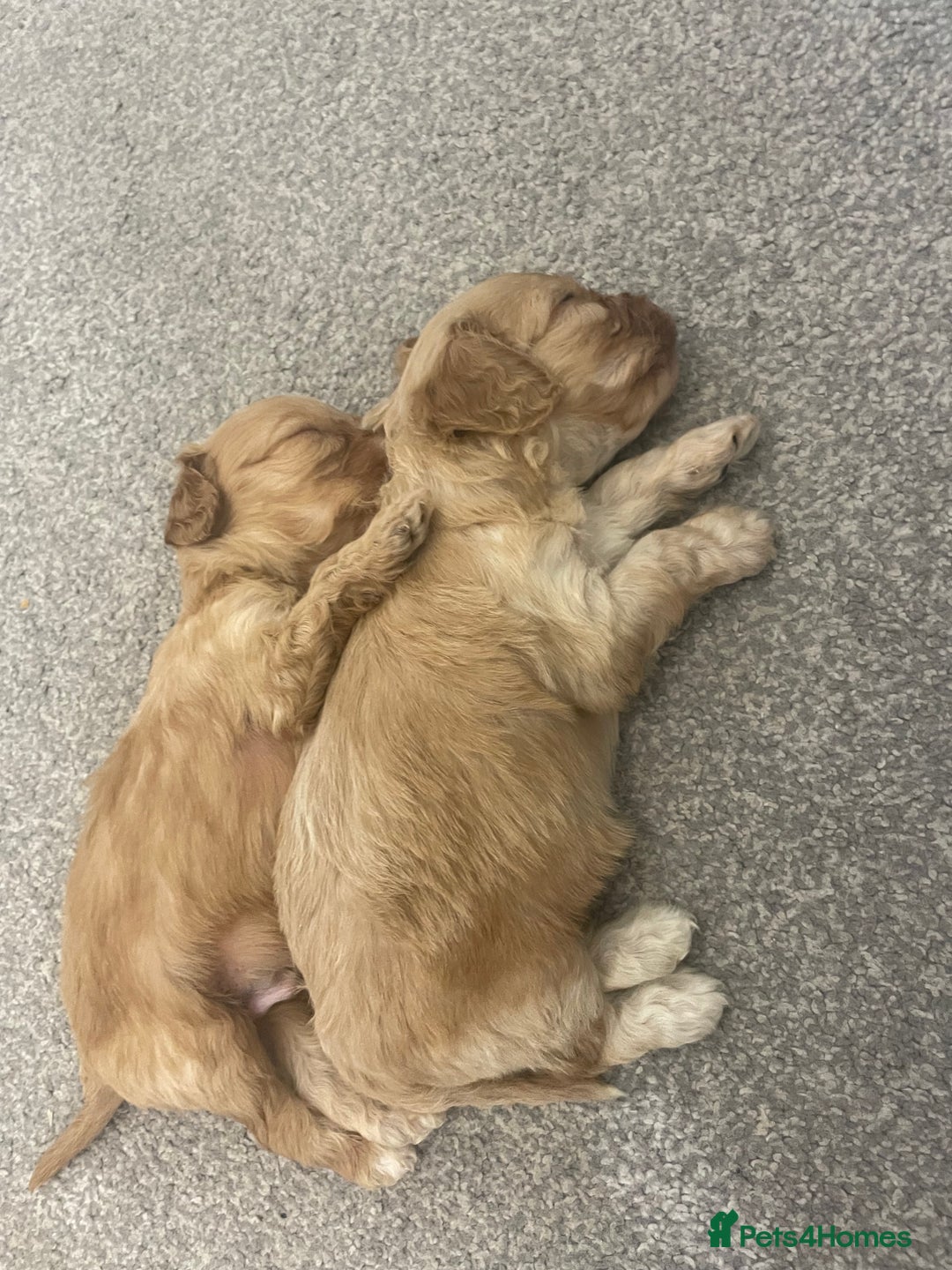 Cavapoo dogs for sale: Wonderful beautiful f1 champagne cavapoo babies  - Image 18