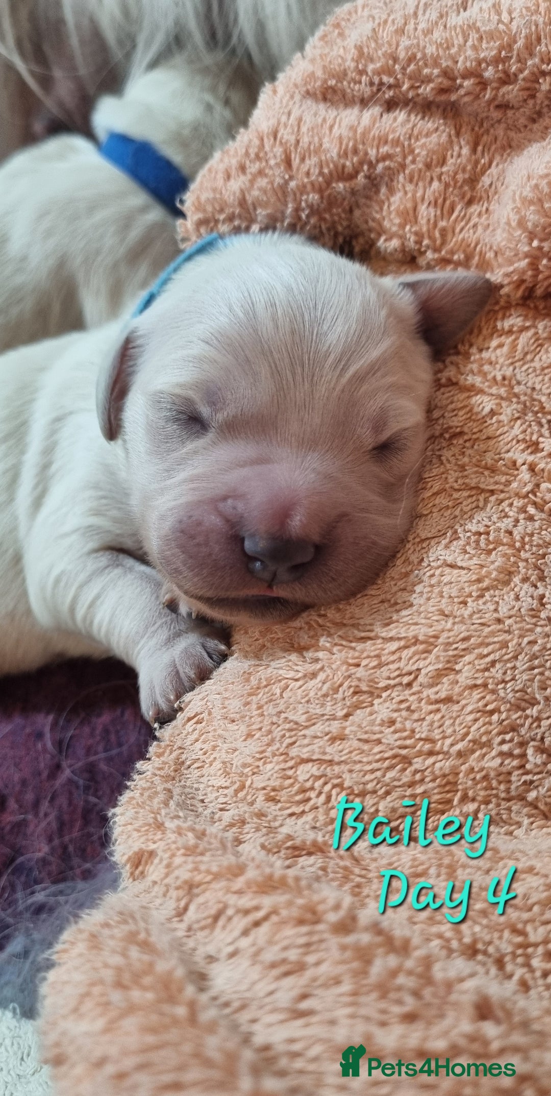 Golden Retriever dogs for sale: Golden Retriever Pups-FULLY HEALTH TESTED PARENTS  - Advert 12