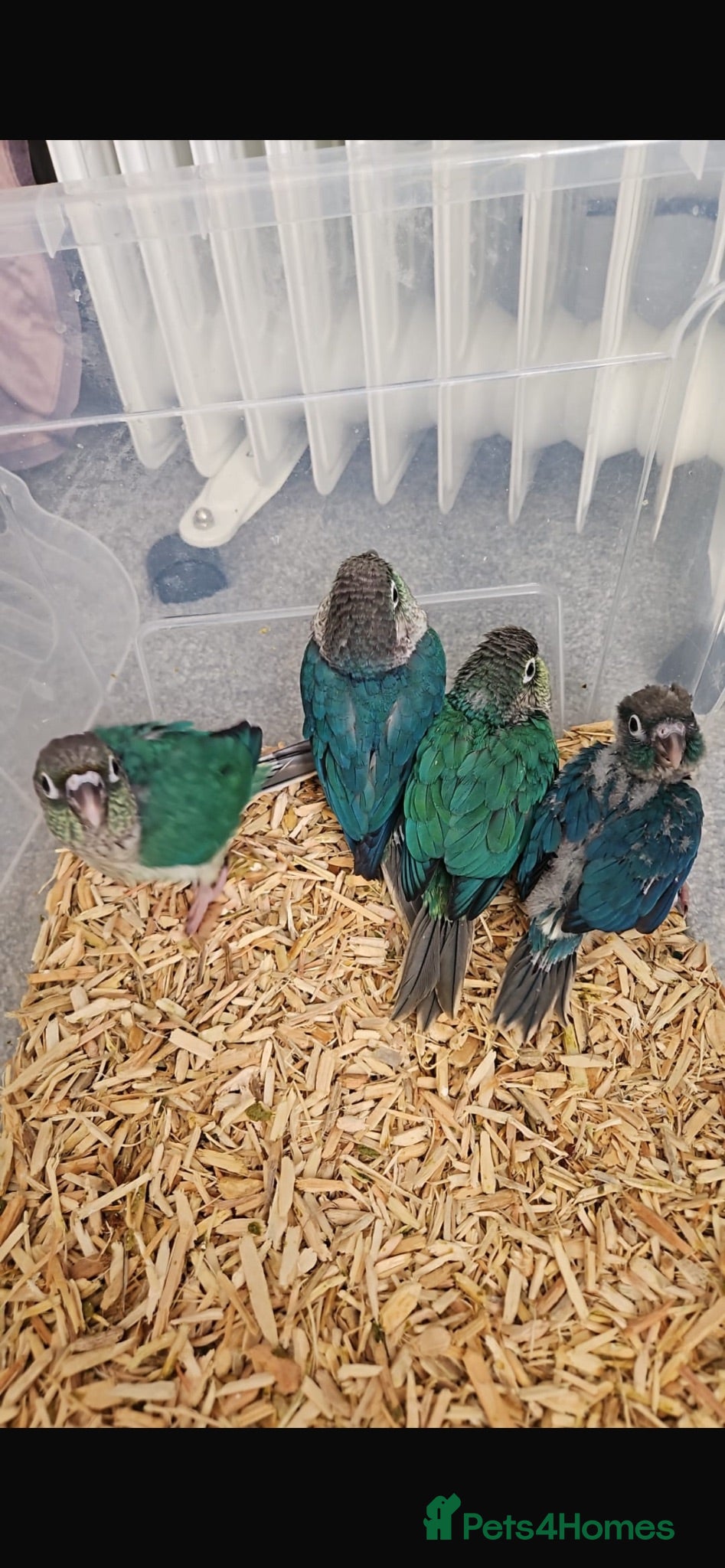 Conures birds Hand-Reared Baby Conures, Quakers & ringnecks - Advert 2