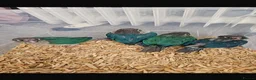 Conures birds for sale: Hand-Reared Baby Conures, Quakers & ringnecks - Advert 24