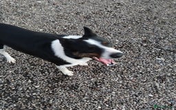 Border Collie dogs for sale: Dave.  - Advert 1