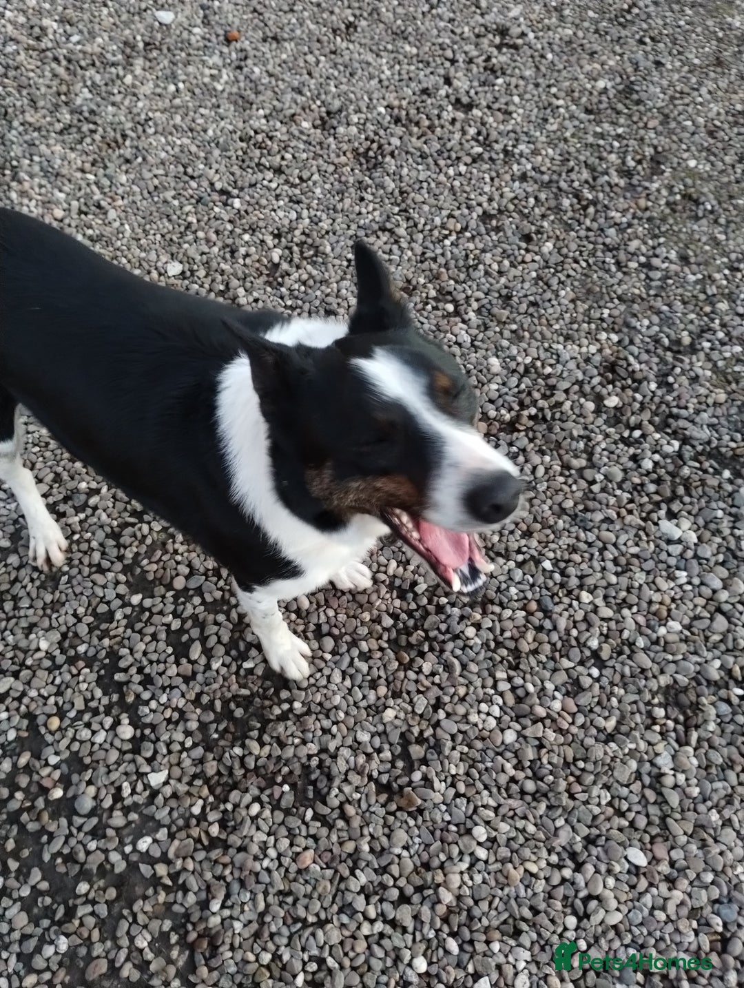 Border Collie dogs for sale: Dave.  - Advert 1