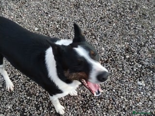Border Collie dogs Dave. - Advert 1