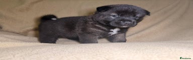 Akita Puppy 5