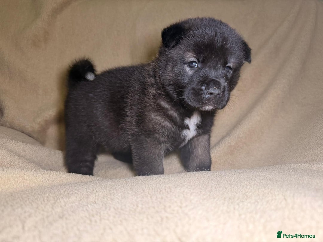 Akita dogs for sale: 7 beautiful American Akita Puppies - Advert 19