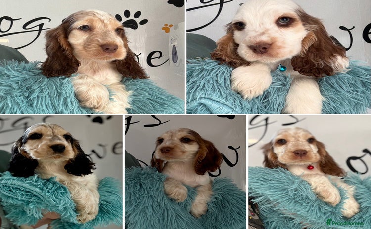 Cocker Spaniel dogs - Advert 3