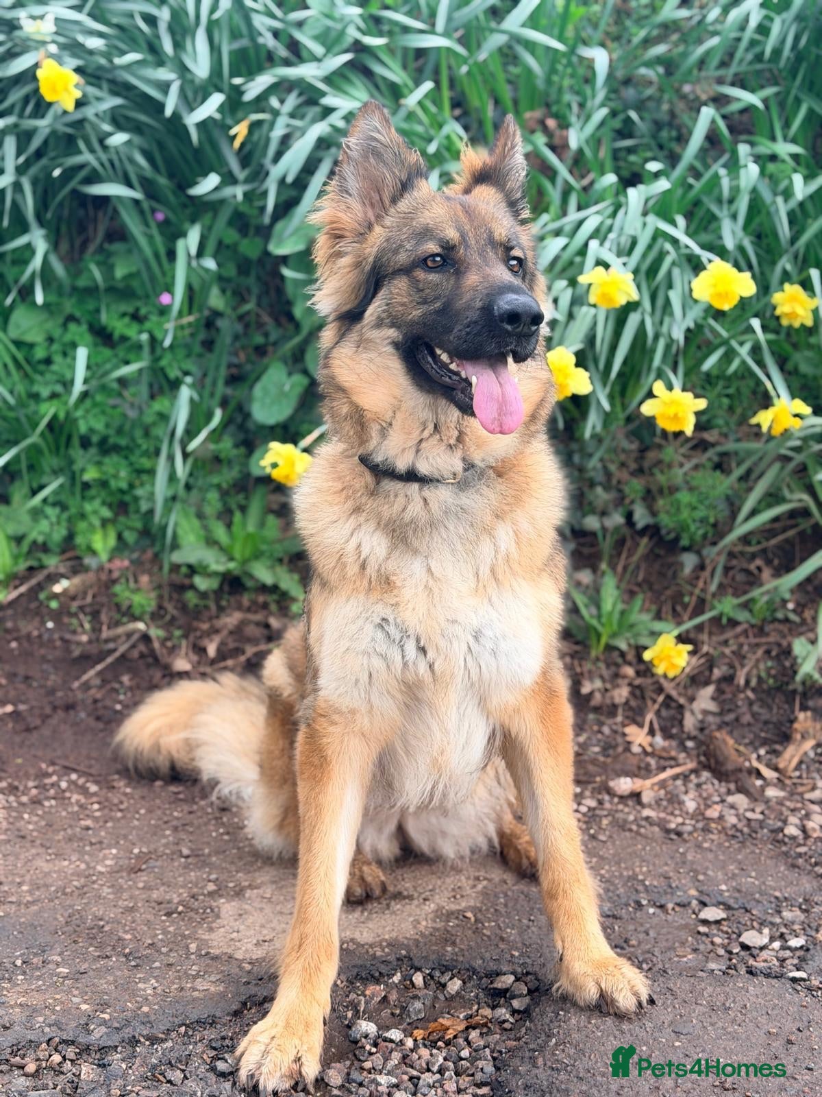 German Shepherd dogs Gentle 2 year old SPAYED German Shepherd - Advert 2