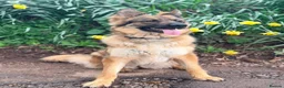 German Shepherd dogs for sale: Gentle 2 year old SPAYED German Shepherd in Exeter - Advert 2