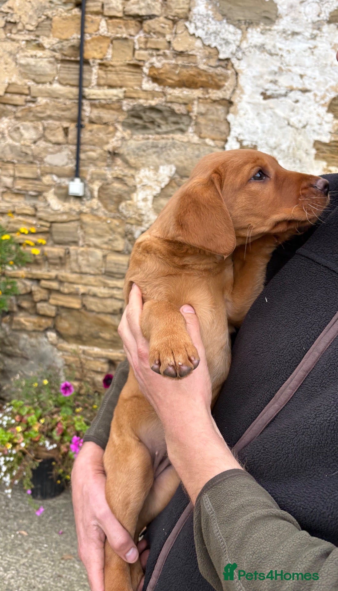 Labrador Retriever dogs Black & Fox Red KC Labradors - Advert 2