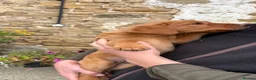 Labrador Retriever dogs for sale: Black & Fox Red KC Labradors - Advert 6