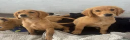 Golden Retriever dogs for sale: KC Healthy Golden Retriever Puppies - Advert 31