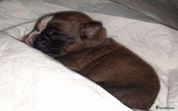 Boxer dogs for sale: Beautiful/Stunning Pedigree Boxer Puppies  - Image 22