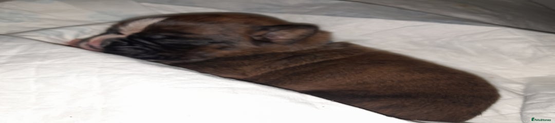 Boxer Puppy Blue collar 