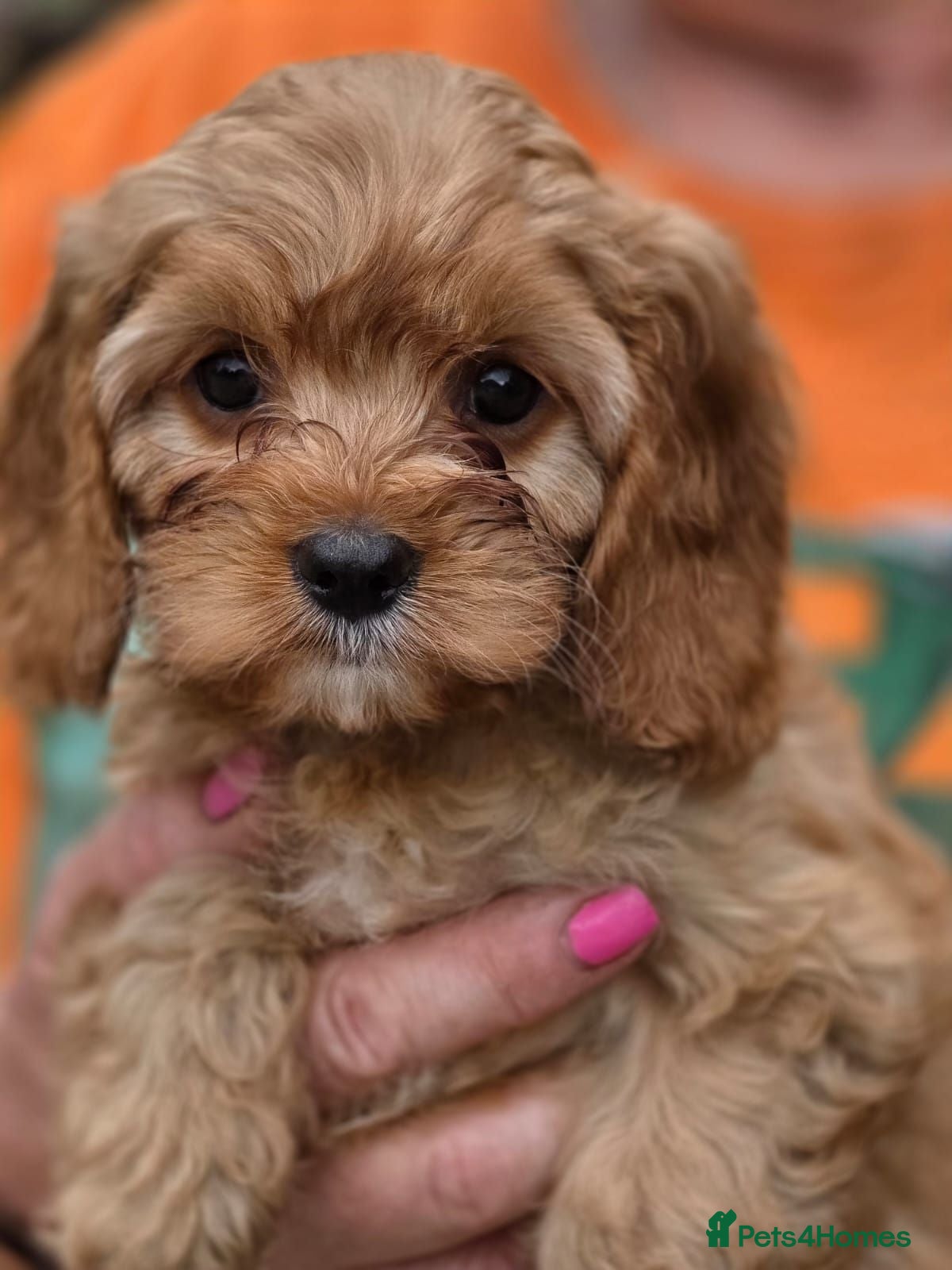 Cavapoo dogs F1 CAVAPOO PUPS - Advert 1