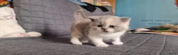 British Shorthair cats for sale: British Shorthair & Longhair Pedigree RegKittens   - Advert 17